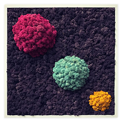 Tablou din licheni stabilizati – Sfere colorate
