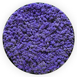 Tablou licheni decorativi – CIRCLE