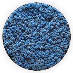 Tablou licheni decorativi – Circle blue