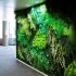 perete verde din muschi si plante stabilizate in birouri
