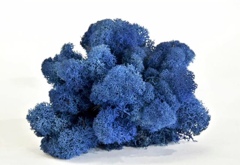 Licheni stabilizati premium de culoare albastru